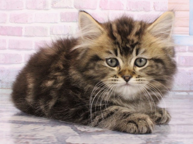 兵庫県のミヌエット (Coo&RIKU姫路店/2025年12月26日生まれ/男の子/ブラウンタビー)の子猫の2枚目の画像