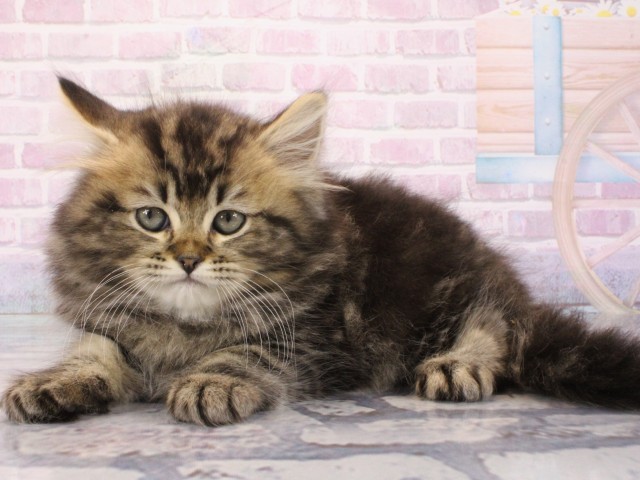 兵庫県のミヌエット (Coo&RIKU姫路店/2025年12月26日生まれ/男の子/ブラウンタビー)の子猫の3枚目の画像