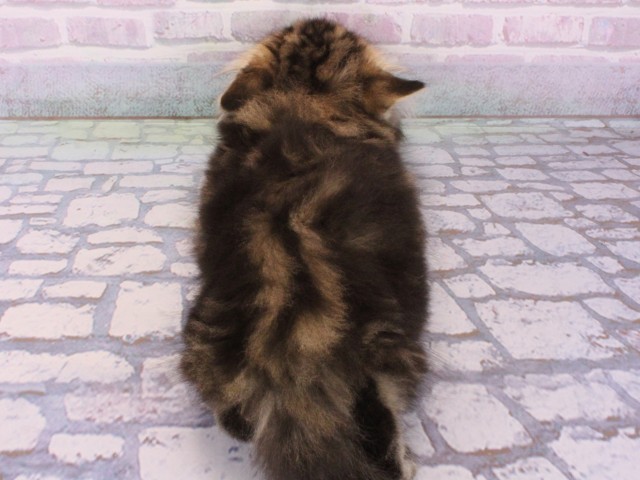 兵庫県のミヌエット (Coo&RIKU姫路店/2025年12月26日生まれ/男の子/ブラウンタビー)の子猫の4枚目の画像