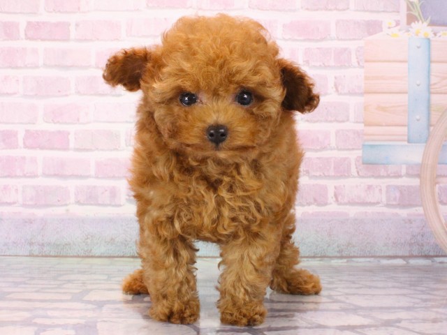 トイ・プードル