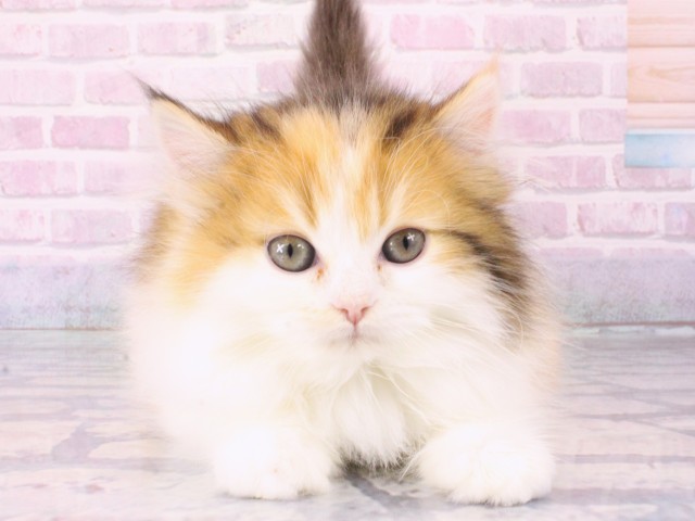 大阪府のミヌエット (Coo&RIKU高槻店/2025年12月20日生まれ/女の子/ブラウンパッチドタビーホワイト)の子猫の1枚目の画像