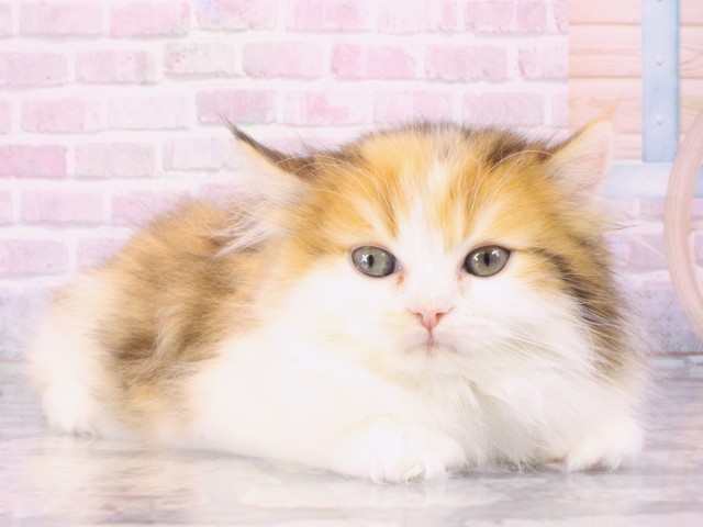 大阪府のミヌエット (Coo&RIKU高槻店/2025年12月20日生まれ/女の子/ブラウンパッチドタビーホワイト)の子猫の2枚目の画像