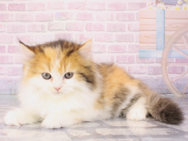 大阪府のミヌエット (Coo&RIKU高槻店/2025年12月20日生まれ/女の子/ブラウンパッチドタビーホワイト)の子猫の3枚目の画像