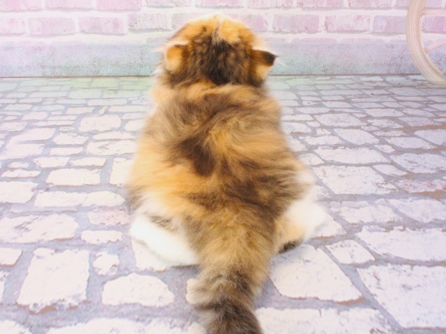 大阪府のミヌエット (Coo&RIKU高槻店/2025年12月20日生まれ/女の子/ブラウンパッチドタビーホワイト)の子猫の4枚目の画像