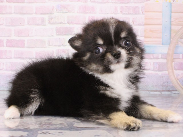 大阪府のチワワ(ロング) (Coo&RIKU茶屋町店/2025年12月25日生まれ/男の子/ブラックタンホワイト)の子犬の2枚目の画像