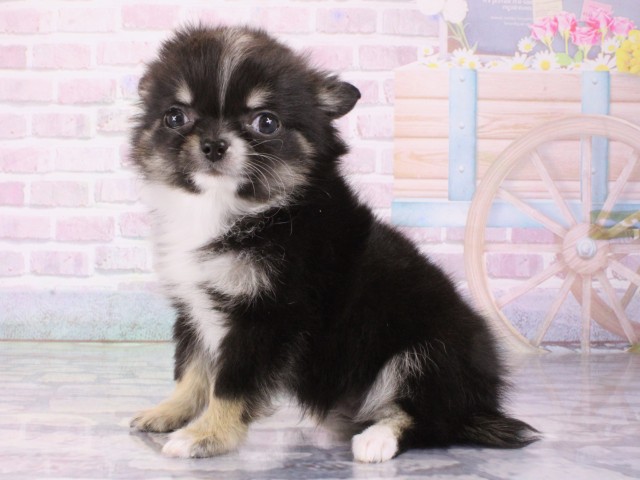 大阪府のチワワ(ロング) (Coo&RIKU茶屋町店/2025年12月25日生まれ/男の子/ブラックタンホワイト)の子犬の3枚目の画像