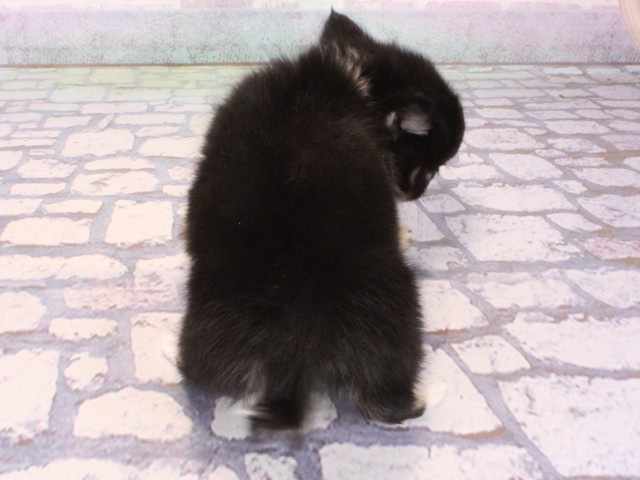 大阪府のチワワ(ロング) (Coo&RIKU茶屋町店/2025年12月25日生まれ/男の子/ブラックタンホワイト)の子犬の4枚目の画像