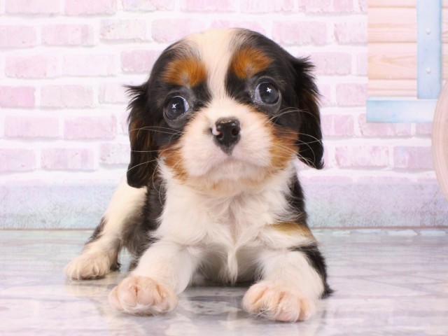 大阪府のキャバリアキングチャールズスパニエル (Coo&RIKU天王寺店/2025年12月25日生まれ/女の子/トライカラー)の子犬の1枚目の画像