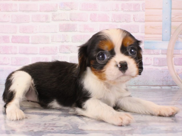 大阪府のキャバリアキングチャールズスパニエル (Coo&RIKU天王寺店/2025年12月25日生まれ/女の子/トライカラー)の子犬の2枚目の画像