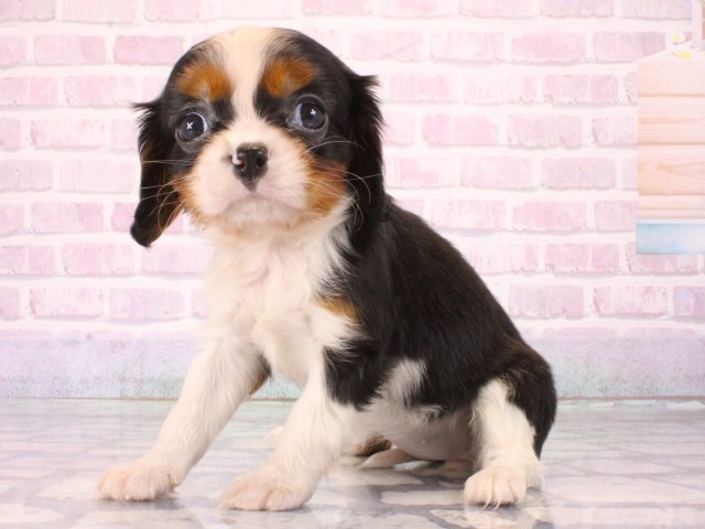 大阪府のキャバリアキングチャールズスパニエル (Coo&RIKU天王寺店/2025年12月25日生まれ/女の子/トライカラー)の子犬の3枚目の画像