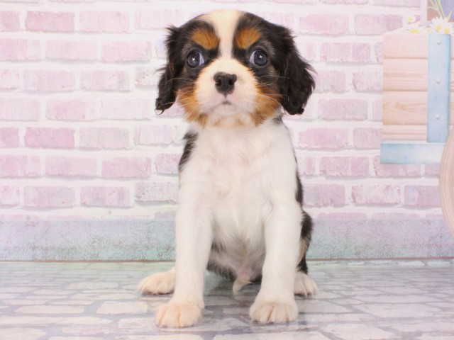 大阪府のキャバリアキングチャールズスパニエル (Coo&RIKU梅田店/2025年12月25日生まれ/男の子/トライカラー)の子犬の1枚目の画像
