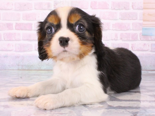 大阪府のキャバリアキングチャールズスパニエル (Coo&RIKU梅田店/2025年12月25日生まれ/男の子/トライカラー)の子犬の3枚目の画像