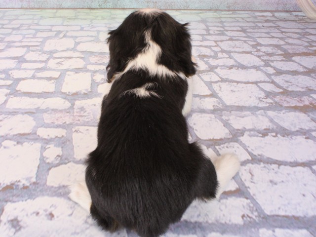 大阪府のキャバリアキングチャールズスパニエル (Coo&RIKU梅田店/2025年12月25日生まれ/男の子/トライカラー)の子犬の4枚目の画像