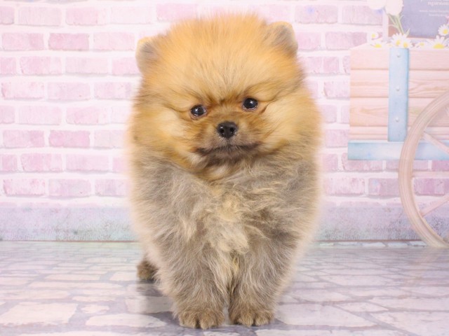 大阪府のポメラニアン (Coo&RIKU天王寺店/2025年12月25日生まれ/男の子/オレンジ)の子犬の1枚目の画像