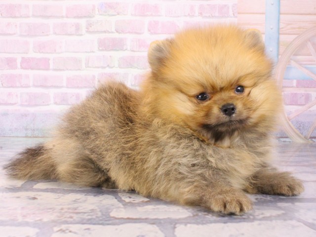 大阪府のポメラニアン (Coo&RIKU天王寺店/2025年12月25日生まれ/男の子/オレンジ)の子犬の2枚目の画像