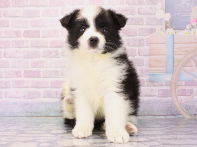 滋賀県のボーダーコリー (Coo&RIKU長浜店/2025年12月28日生まれ/女の子/ブラックホワイト)の子犬の1枚目の画像