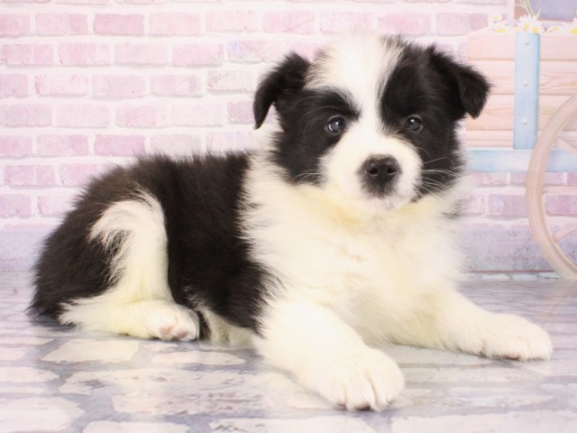 滋賀県のボーダーコリー (Coo&RIKU長浜店/2025年12月28日生まれ/女の子/ブラックホワイト)の子犬の2枚目の画像