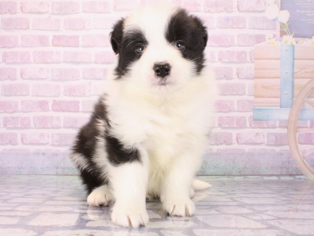 滋賀県のボーダーコリー (Coo&RIKU滋賀草津店/2025年12月28日生まれ/男の子/ブラックホワイト)の子犬の1枚目の画像