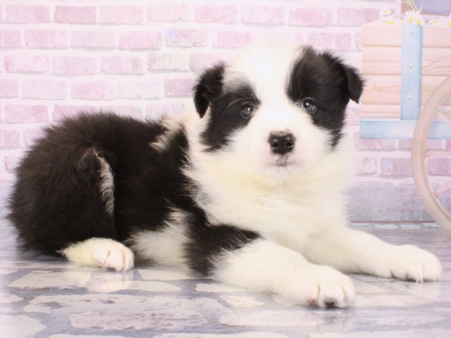 滋賀県のボーダーコリー (Coo&RIKU滋賀草津店/2025年12月28日生まれ/男の子/ブラックホワイト)の子犬の2枚目の画像