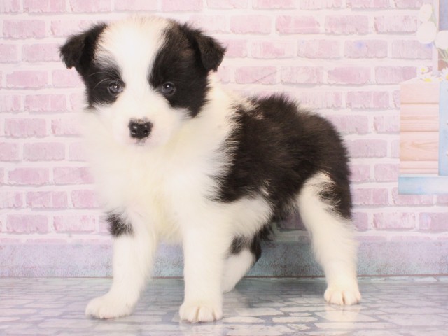 滋賀県のボーダーコリー (Coo&RIKU滋賀草津店/2025年12月28日生まれ/男の子/ブラックホワイト)の子犬の3枚目の画像