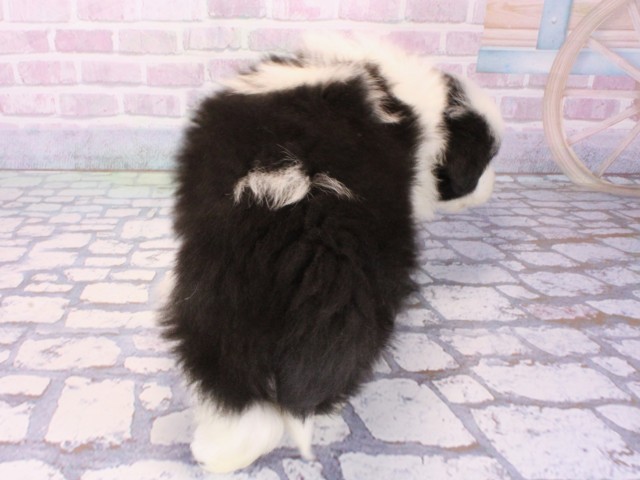 滋賀県のボーダーコリー (Coo&RIKU滋賀草津店/2025年12月28日生まれ/男の子/ブラックホワイト)の子犬の4枚目の画像