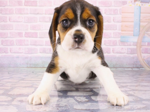 滋賀県のビーグル (Coo&RIKU長浜店/2025年12月27日生まれ/女の子/ブラックタンホワイト)の子犬の1枚目の画像