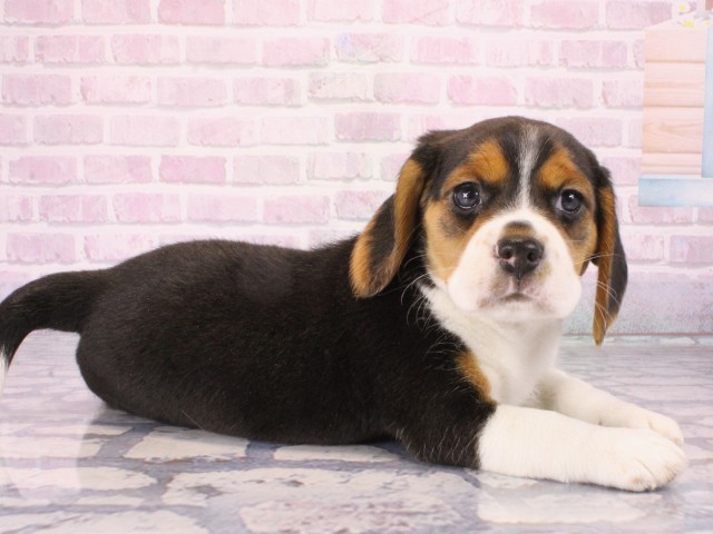 滋賀県のビーグル (Coo&RIKU長浜店/2025年12月27日生まれ/女の子/ブラックタンホワイト)の子犬の2枚目の画像