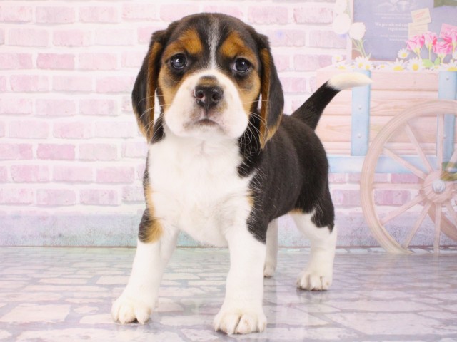 滋賀県のビーグル (Coo&RIKU長浜店/2025年12月27日生まれ/女の子/ブラックタンホワイト)の子犬の3枚目の画像