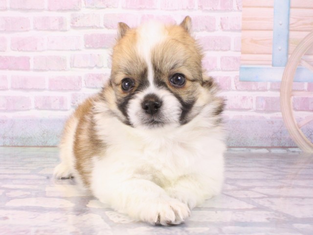 大阪府のポメチワ/チワポメ/ポメチー(ポメラニアン×チワワ) (Coo&RIKU心斎橋店/2025年12月27日生まれ/男の子/レッドホワイト)の子犬の1枚目の画像