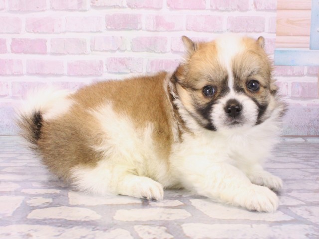 大阪府のポメチワ/チワポメ/ポメチー(ポメラニアン×チワワ) (Coo&RIKU心斎橋店/2025年12月27日生まれ/男の子/レッドホワイト)の子犬の2枚目の画像