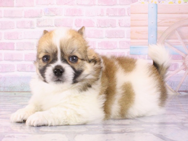 大阪府のポメチワ/チワポメ/ポメチー(ポメラニアン×チワワ) (Coo&RIKU心斎橋店/2025年12月27日生まれ/男の子/レッドホワイト)の子犬の3枚目の画像