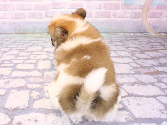 大阪府のポメチワ/チワポメ/ポメチー(ポメラニアン×チワワ) (Coo&RIKU心斎橋店/2025年12月27日生まれ/男の子/レッドホワイト)の子犬の4枚目の画像