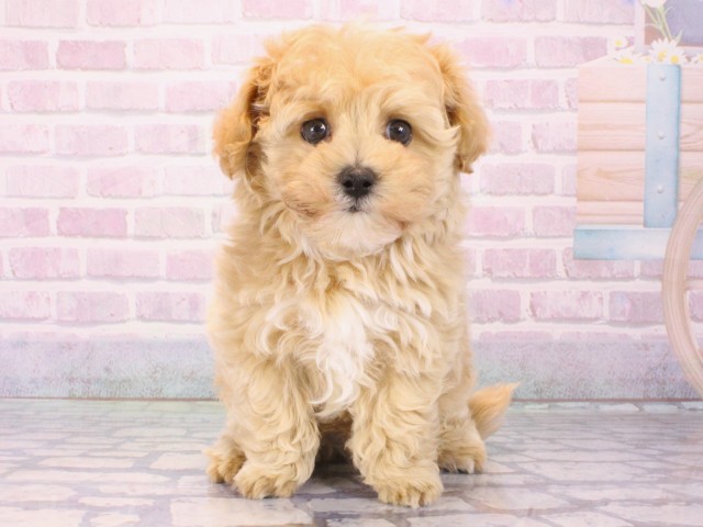 大阪府のマルプー(マルチーズ×プードル) (Coo&RIKU天王寺店/2025年12月27日生まれ/男の子/クリーム)の子犬の1枚目の画像