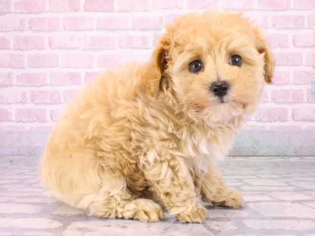 大阪府のマルプー(マルチーズ×プードル) (Coo&RIKU天王寺店/2025年12月27日生まれ/男の子/クリーム)の子犬の2枚目の画像