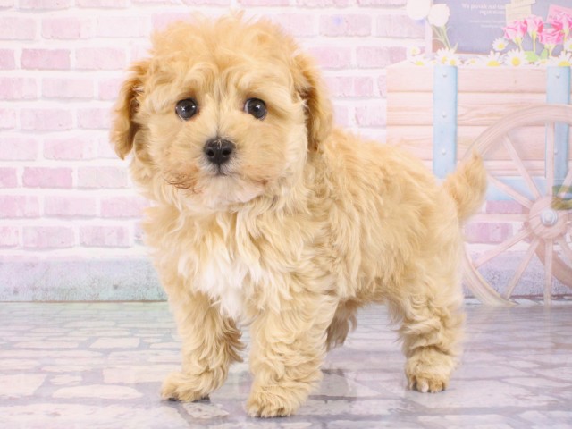 大阪府のマルプー(マルチーズ×プードル) (Coo&RIKU天王寺店/2025年12月27日生まれ/男の子/クリーム)の子犬の3枚目の画像