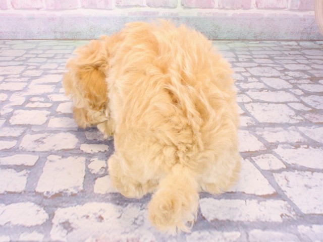 大阪府のマルプー(マルチーズ×プードル) (Coo&RIKU天王寺店/2025年12月27日生まれ/男の子/クリーム)の子犬の4枚目の画像