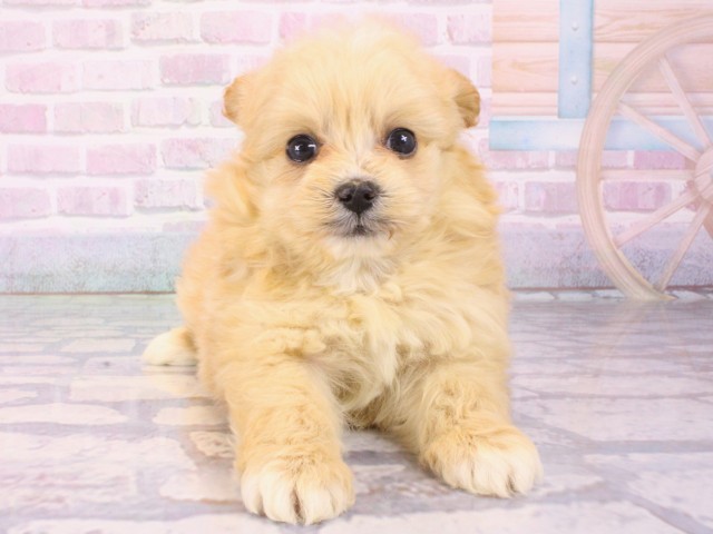 大阪府のポメプー(ポメラニアン×プードル) (Coo&RIKU天王寺店/2025年12月26日生まれ/女の子/オレンジ)の子犬