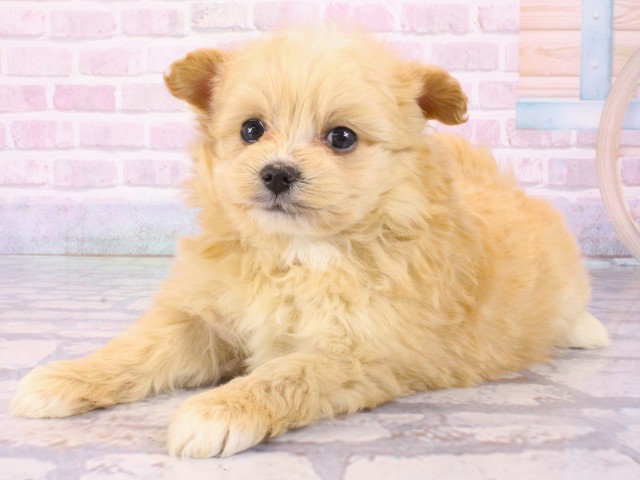 大阪府のポメプー(ポメラニアン×プードル) (Coo&RIKU天王寺店/2025年12月26日生まれ/女の子/オレンジ)の子犬の3枚目の画像