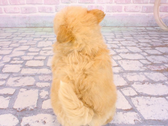 大阪府のポメプー(ポメラニアン×プードル) (Coo&RIKU天王寺店/2025年12月26日生まれ/女の子/オレンジ)の子犬の4枚目の画像