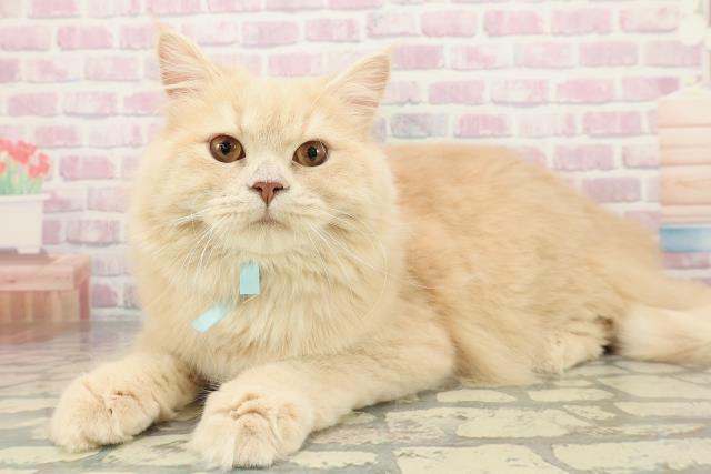 岩手県のサイベリアン (Coo&RIKU一関店/2025年5月29日生まれ/男の子/クリームタビー)の子猫の2枚目の画像