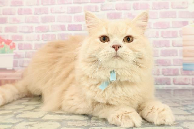 岩手県のサイベリアン (Coo&RIKU一関店/2025年5月29日生まれ/男の子/クリームタビー)の子猫の3枚目の画像