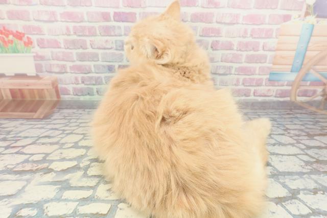 岩手県のサイベリアン (Coo&RIKU一関店/2025年5月29日生まれ/男の子/クリームタビー)の子猫の4枚目の画像