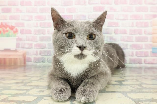 宮城県のマンチカン (Coo&RIKU石巻店/2025年9月2日生まれ/男の子/ブルーホワイト)の子猫の1枚目の画像