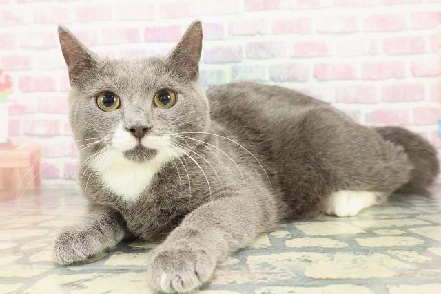 宮城県のマンチカン (Coo&RIKU石巻店/2025年9月2日生まれ/男の子/ブルーホワイト)の子猫の2枚目の画像