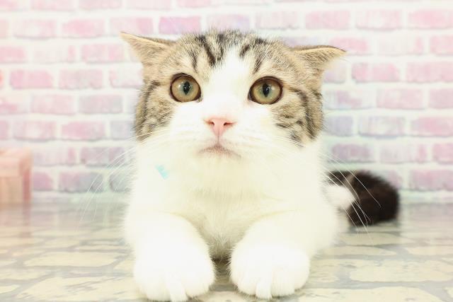 秋田県のスコティッシュフォールド (Coo&RIKU秋田店/2025年9月27日生まれ/男の子/ブラウンタビーホワイト)の子猫の1枚目の画像
