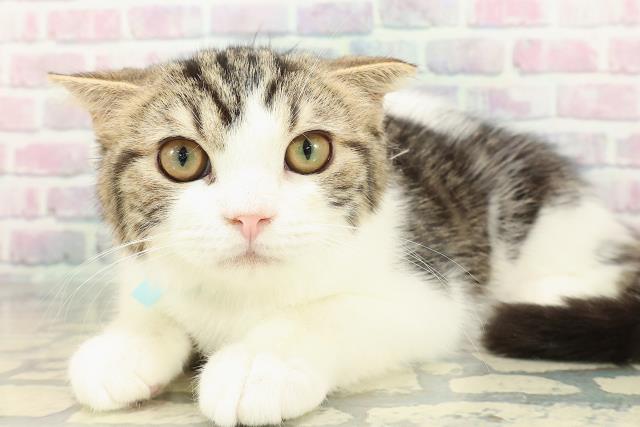 秋田県のスコティッシュフォールド (Coo&RIKU秋田店/2025年9月27日生まれ/男の子/ブラウンタビーホワイト)の子猫の2枚目の画像