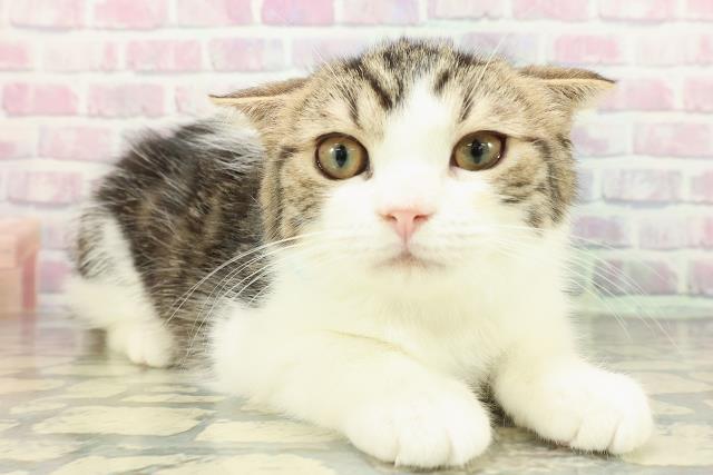 秋田県のスコティッシュフォールド (Coo&RIKU秋田店/2025年9月27日生まれ/男の子/ブラウンタビーホワイト)の子猫の3枚目の画像