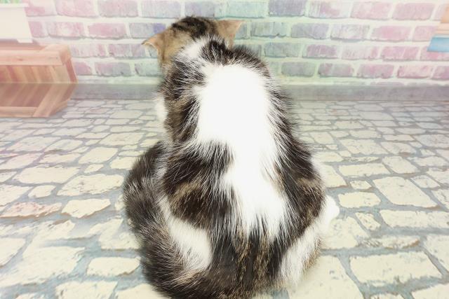 秋田県のスコティッシュフォールド (Coo&RIKU秋田店/2025年9月27日生まれ/男の子/ブラウンタビーホワイト)の子猫の4枚目の画像