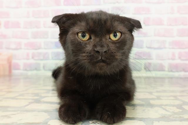 岩手県のスコティッシュフォールド (Coo&RIKU一関店/2025年9月27日生まれ/女の子/ブラック)の子猫の1枚目の画像