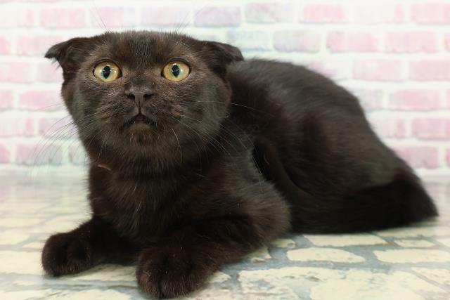 岩手県のスコティッシュフォールド (Coo&RIKU一関店/2025年9月27日生まれ/女の子/ブラック)の子猫の2枚目の画像